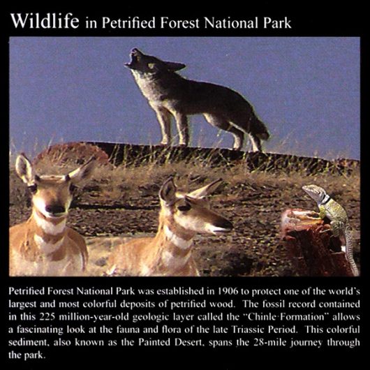 Petrified Forest Wildlife: Commemorative Sticker