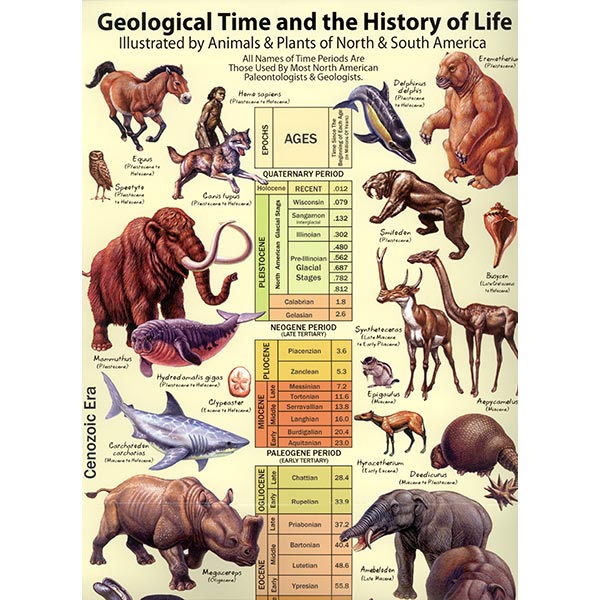 Geological Timeline and the History of Life | PFMA Geological Timeline and the History of Life | PFMA