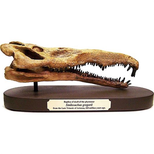Phytosaur Skull Replica - Side View